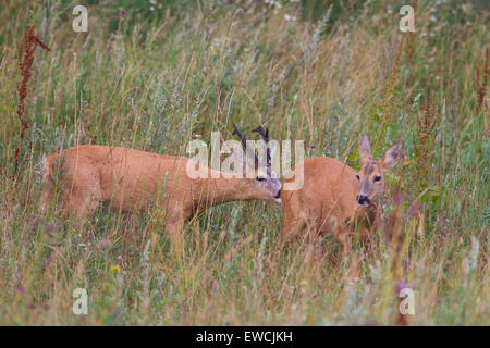 Le Chevreuil (Capreolus capreolus). Buck après doe pendant le rut. La Suède Banque D'Images