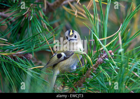 Goldcrest (Regulus regulus), adulte perché sur le pin sylvestre. Oeland, Suède Banque D'Images