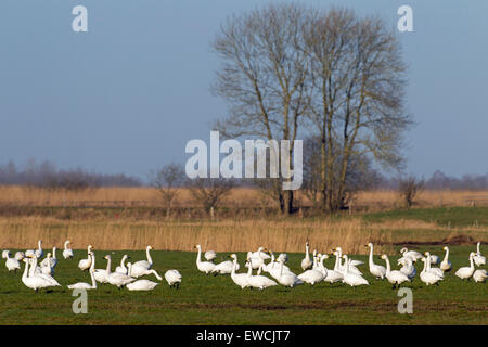 Le cygne de Bewick, le cygne (Cygnus bewickii, Cygnus columbianus bewickii). Groupe debout sur un pré. Allemagne Banque D'Images