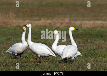 Le cygne de Bewick, le cygne (Cygnus bewickii, Cygnus columbianus bewickii). Groupe debout sur un pré. Allemagne Banque D'Images