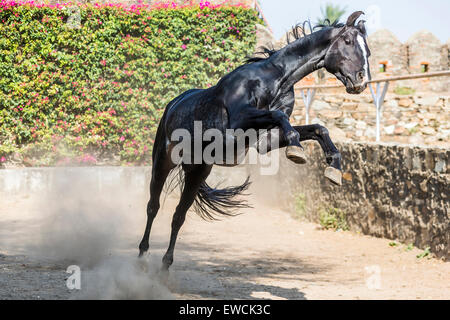 Chevaux Marwari. Étalon Blaxk sautant dans un enclos. Le Rajasthan, Inde Banque D'Images