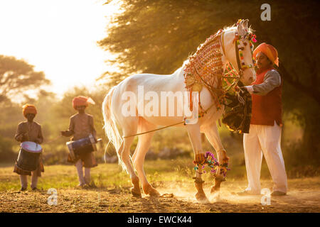 Chevaux Marwari. Blanc dominant mare effectuant un piaffer pendant un tradional danse du cheval. Le Rajasthan, Inde Banque D'Images