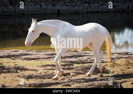 Chevaux Marwari. Blanc dominant mare balade au bord de l'eau. Le Rajasthan, Inde Banque D'Images