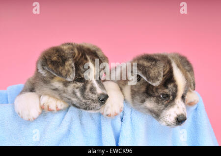 Akita Inu. Deux chiots sur une couverture bleue. Allemagne Banque D'Images