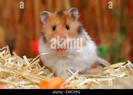 Hamster doré, Hamster Animal (Mesocricetus auratus). Des profils sur la paille. Allemagne Banque D'Images