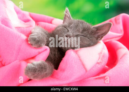 Les no de cat. Chaton gris dormir dans une couverture rose. Allemagne Banque D'Images