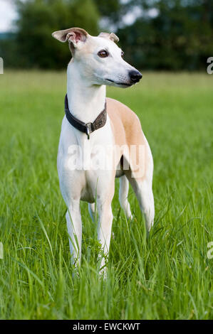 Whippet anglais. Des profils debout sur une pelouse. Allemagne Banque D'Images
