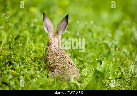 European Brown Hare (Lepus europaeus). Leveret sur un pré, visible de l'arrière. Allemagne Banque D'Images