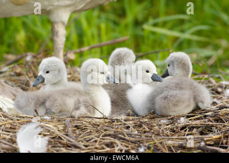 Mute Swan (Cygnus olor). Cygnets avec parent-oiseau sur son nid. Allemagne Banque D'Images