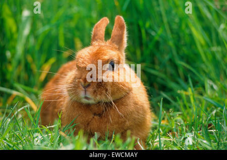 Lapin nain dans un pré. Allemagne Banque D'Images