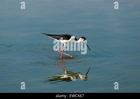 Homme Black-winged Stilt, Himantopus himantopus Banque D'Images