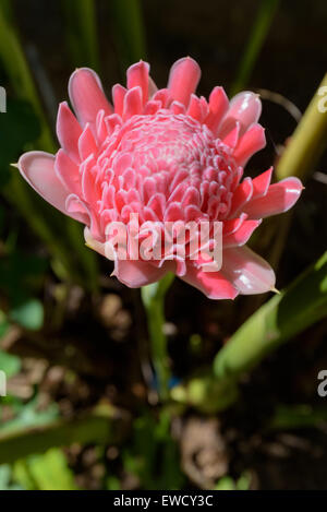 Ginger Etlingera elatior torche ou rose fleurs des plantes médicinales Banque D'Images