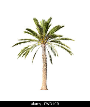 Grand palmier isolé sur fond blanc Banque D'Images
