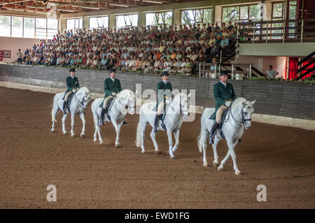 Les lipizzans chevaux au haras de Lipica. La Slovénie Banque D'Images