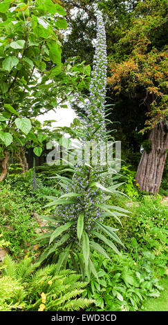 Un arbre (Echium pininana Echium) ou la vipère géant dans les jardins de Vipérine commune Bourton House Kingham Hill Glousestershire England UK Banque D'Images