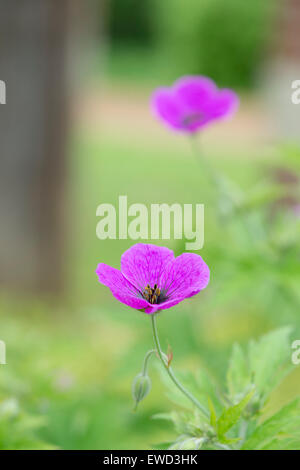 Géranium psilostemon . Géraniums (fleurs) Banque D'Images