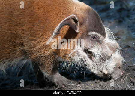 Cochon barbu à Yorkshire Wildlife Park dans Branton, Doncaster England UK Banque D'Images