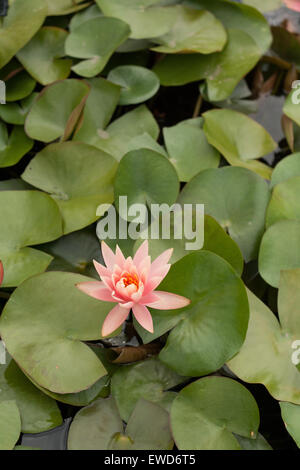 Nénuphar rose, Latour-Marliac à Le Temple sur Lot, France Banque D'Images