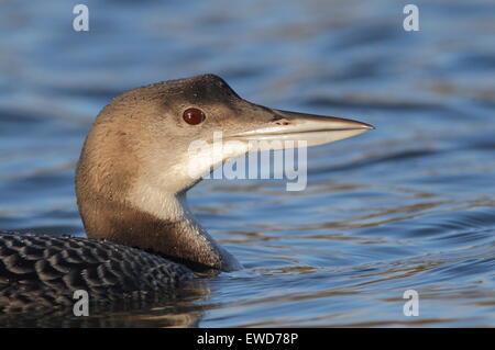 La Great Northern Diver. Banque D'Images