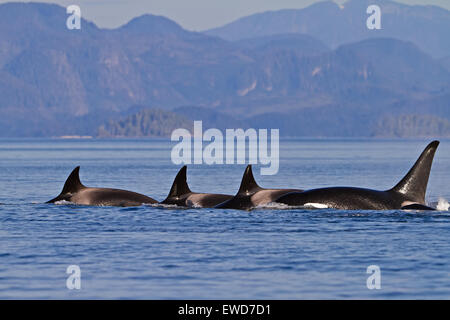 Les épaulards (Orcinus orca orca,, T30 et T137's) après avoir tué un lion de mer au large de l'île Malcolm près de Donegal, chef Brit Banque D'Images