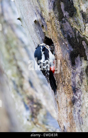 Une grande femelle sp[pic otted ramener de la nourriture à ses poussins dans le nid. Banque D'Images