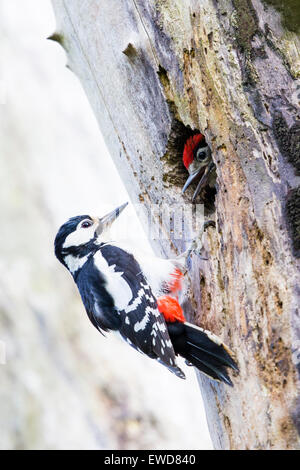 Une grande femelle sp[pic otted ramener de la nourriture à ses poussins dans le nid. Banque D'Images