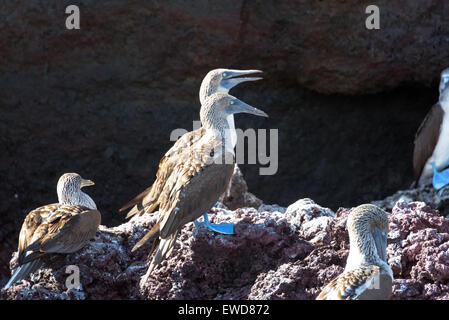 Blue Footed boobies debout sur un rocher sur l'île Isabela dans les îles Galapagos en Équateur Banque D'Images