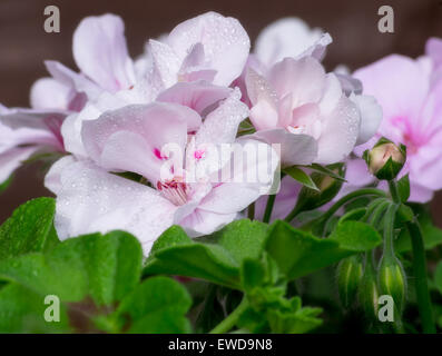 Geranium rose,violet,mauve,jardin,fleurs,pétales,,fermer,plant, Pelargonium,belle, Banque D'Images
