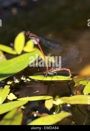 Grandes demoiselles, Pyrrhosoma nymphula rouge, Coenagrionidae, Zygoptera, d'Odonates. Paire, mâle et femelle en ponte. Banque D'Images