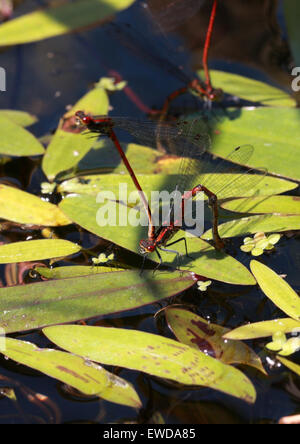 Grandes demoiselles, Pyrrhosoma nymphula rouge, Coenagrionidae, Zygoptera, d'Odonates. Paire, mâle et femelle en ponte. Banque D'Images