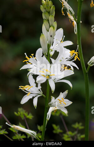 Fleurs blanches de St Bernard's lily Anthericum liliago var. major, Banque D'Images