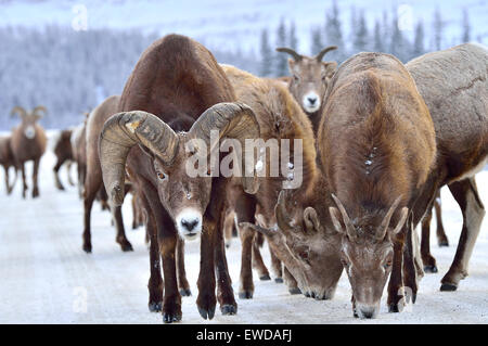 Un troupeau de mouflons sauvages Ovis canadensis ; sur une route rurale dans les montagnes rocheuses de l'Alberta Canada léchant le sel minéral Banque D'Images