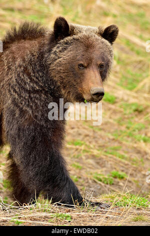 Un close up image d'un adulte, l'ours grizzli (Ursus arctos), la marche en avant Banque D'Images