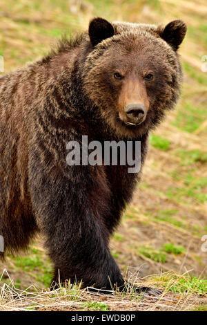 Un gros plan d'une image verticale des profils ours brun, Ursus arctos, la marche en avant Banque D'Images