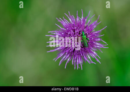 Homme d'épaisseur de fleurs à pattes insecte sur la prairie thistle Banque D'Images