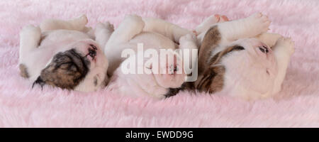 Chiots de couchage - trois Chiots bulldog dans une rangée sur fond rose - 3 semaines Banque D'Images