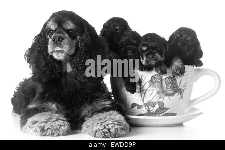 Portée de chiots cocker américain - maman et chiots dans un verre sur fond blanc Banque D'Images