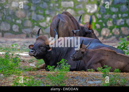 Un Indien sauvage Gaur, le plus grand du bétail dans le monde. Banque D'Images