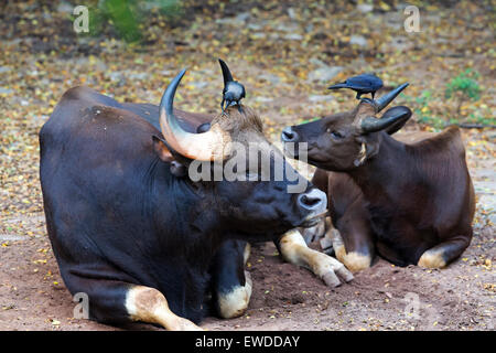 Un Indien sauvage Gaur, le plus grand du bétail dans le monde. Banque D'Images