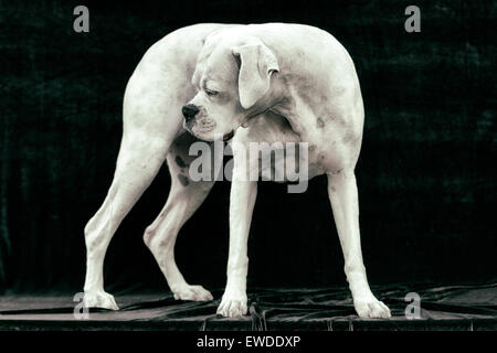 Portrait de chien Boxer blanc adultes debout dans une manière statuesque à dos derrière lui-même Banque D'Images