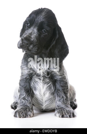 Chiot mignon - cocker anglais assis sur fond blanc - 7 femme de la semaine Banque D'Images