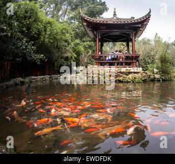 Le poisson arc-en-ciel dans l'étang chinois Banque D'Images