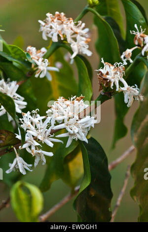 Les plantes de café en fleurs sur le PLATEAU DES BOLAVENS près de Pakse, LAOS DU SUD - Banque D'Images