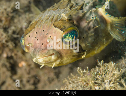 Close-up d'un poisson-globe porcupine Banque D'Images