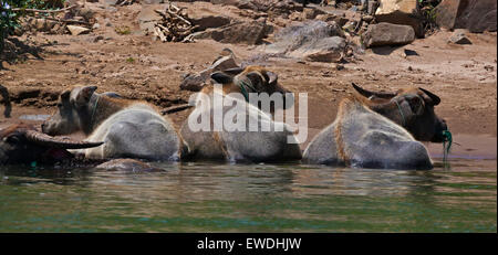 Le buffle d'eau de se rafraîchir dans la rivière du Mékong dans la région des Mille-Îles 4 (Si Phan Don) près de l'île de KHONE FAIT - LAOS Banque D'Images