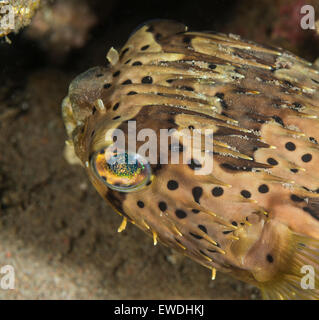 Close-up d'un poisson-globe porcupine Banque D'Images