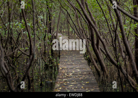 Forêt de mangrove de passerelle à Muara Angke Wildlife Sanctuary, Jakarta. Banque D'Images