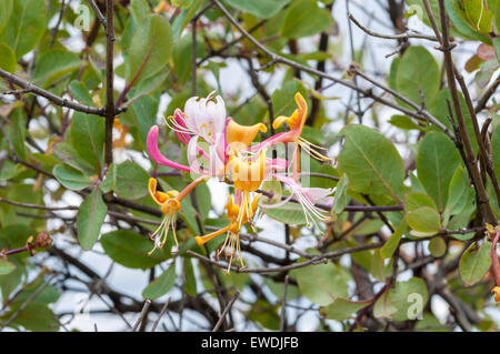 Les fleurs et les feuilles de chèvrefeuille étrusque, Lonicera etrusca. Photo prise à Colmenar Viejo, Madrid, Espagne Banque D'Images