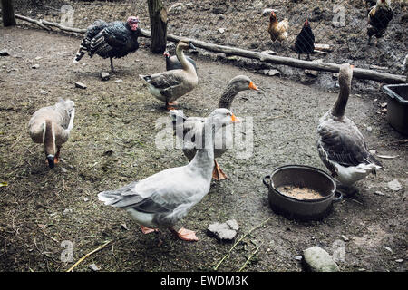 Les oies, les poules et les dindes de la ferme. Animaux domestiques. Banque D'Images