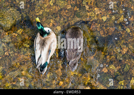 Canard colvert mâle et femelle se nourrissant dans un clair ruisseau, UK Banque D'Images